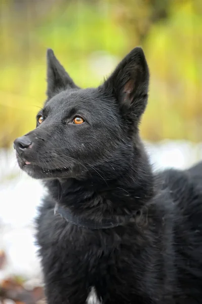 Chien bâtard noir dans la neige — Photo