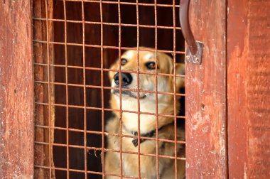 Dog in his cage at the animal shelter clipart