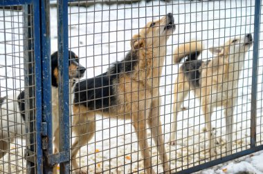 Dog in his cage at the animal shelter clipart