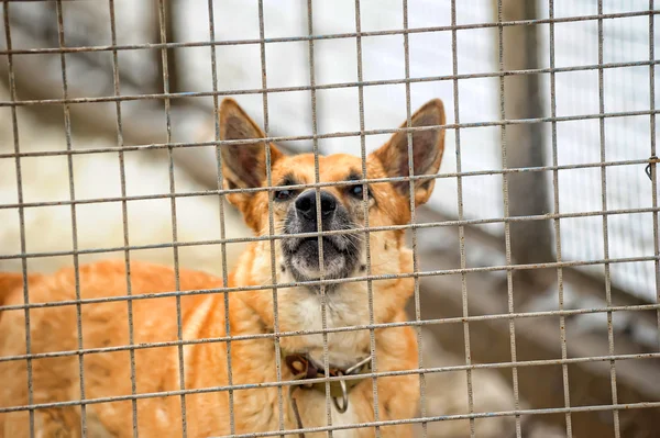 Dog in his cage at the animal shelter — Stock Photo, Image