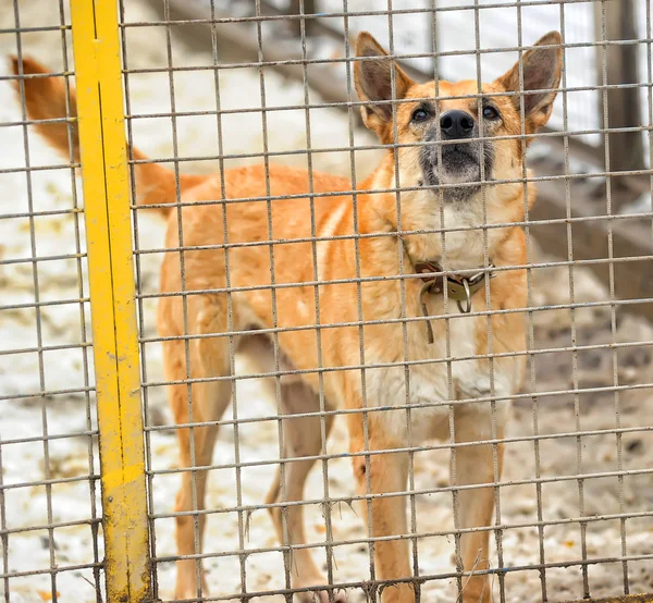 動物の避難所で彼のケージの犬 — ストック写真