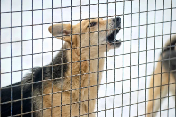 Cão em sua gaiola no abrigo animal — Fotografia de Stock