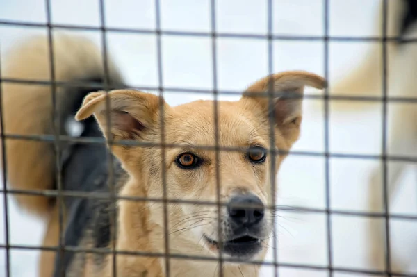 Hund in seinem Käfig im Tierheim — Stockfoto