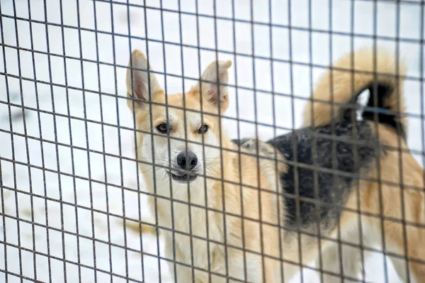 Hund in seinem Käfig im Tierheim — Stockfoto