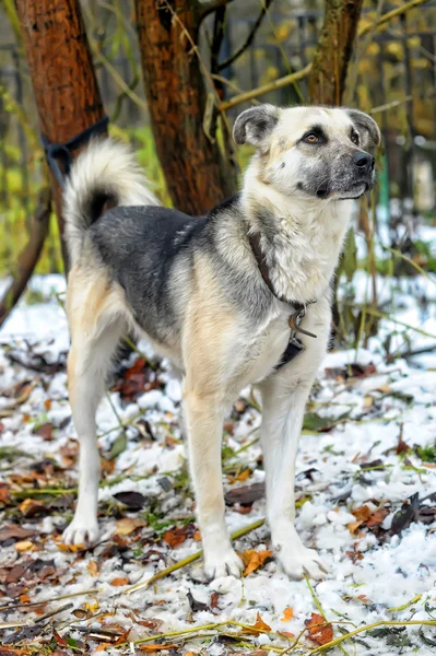 Half-breed dog — Stock Photo, Image