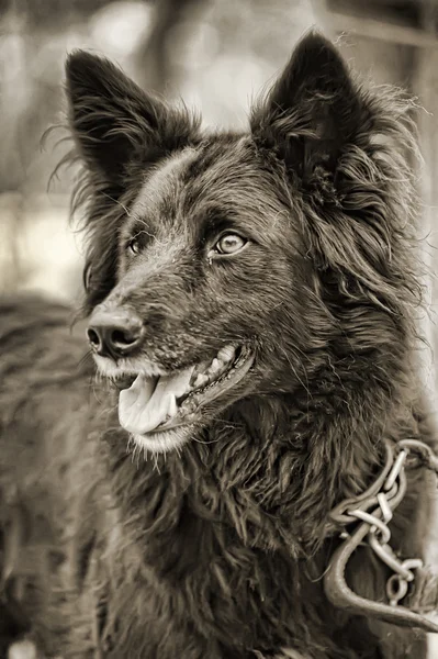 Perro mestizo negro en invierno — Foto de Stock