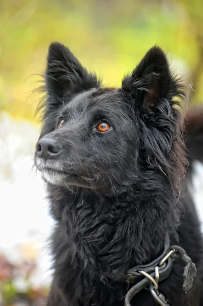 Fekete Félvér kutya télen — Stock Fotó