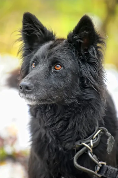 在冬天黑混血狗 — 图库照片