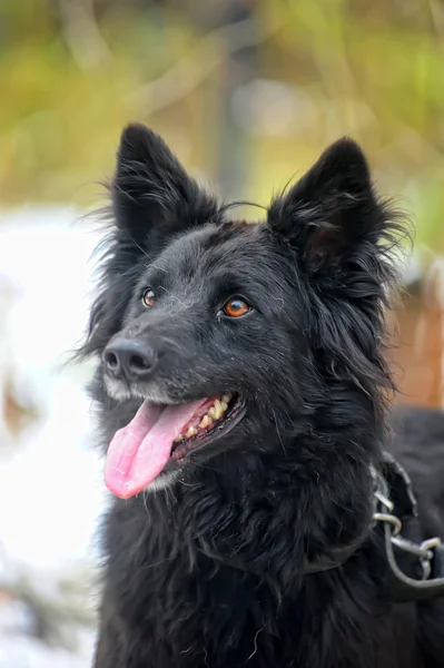 Fekete Félvér kutya télen — Stock Fotó