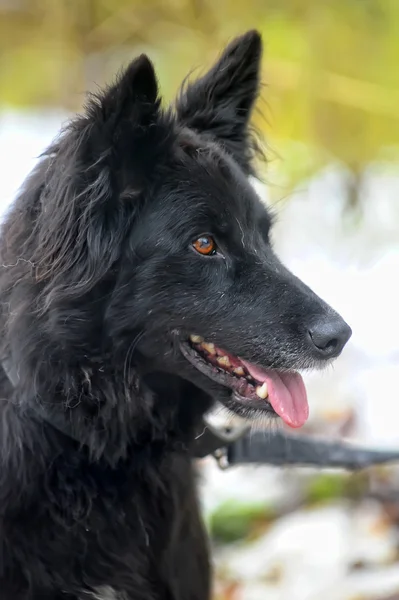 Siyah melez köpek kış — Stok fotoğraf