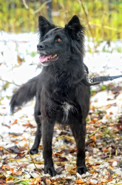 Cão mestiço preto no inverno — Fotografia de Stock