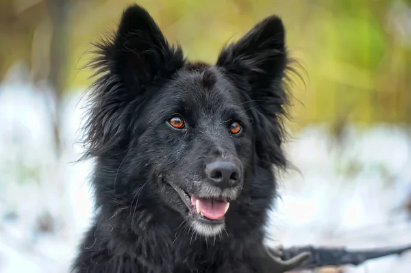 Chien métis noir en hiver — Photo