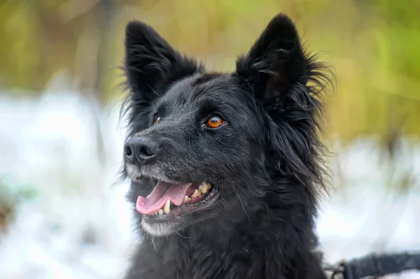 Chien métis noir en hiver — Photo