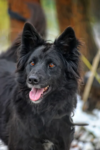 Zwarte mesties hond in de winter — Stockfoto