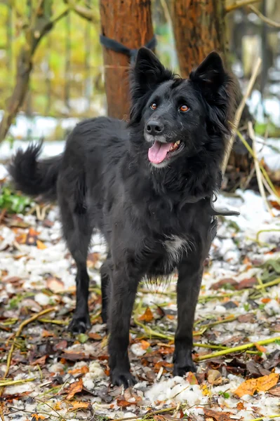 Zwarte mesties hond in de winter — Stockfoto