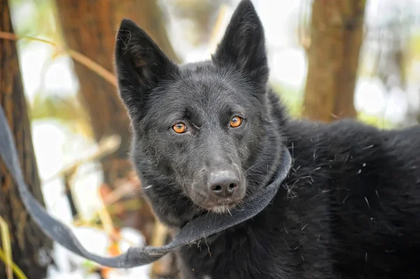 Svart halvblods hund på vintern — Stockfoto