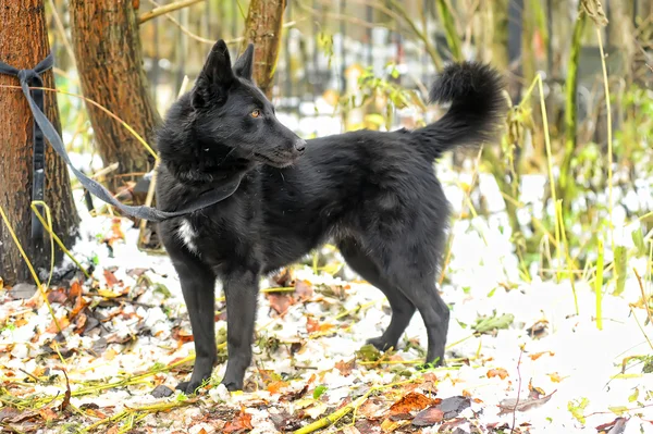 Black half-breed dog in winter — Stock Photo, Image