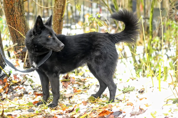 Cane mezzosangue nero in inverno — Foto Stock