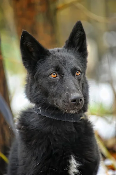 Black half-breed dog in winter — Stock Photo, Image