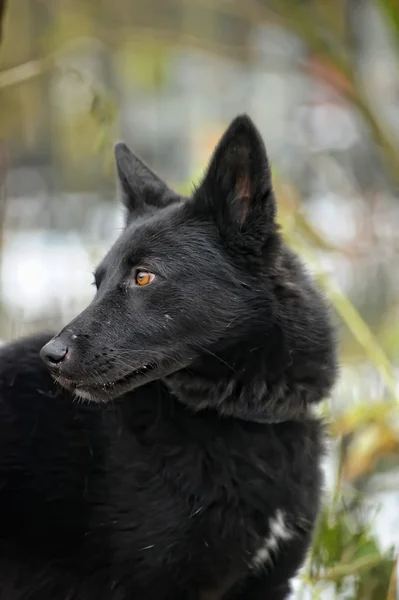 Μαύρο μισή φυλή σκυλιών το χειμώνα — Φωτογραφία Αρχείου
