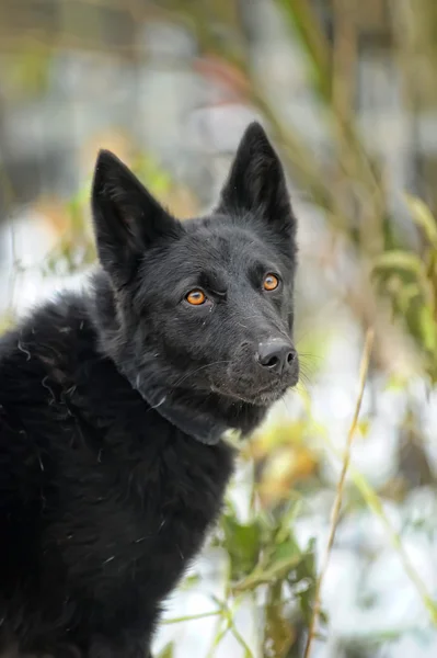 Chien métis noir en hiver — Photo