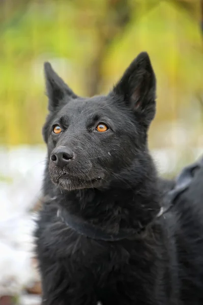 Chien métis noir en hiver — Photo