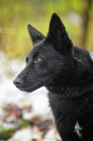 Chien métis noir en hiver — Photo