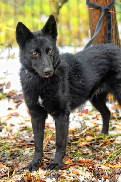 Czarny pies Półkrwi w zimie — Zdjęcie stockowe