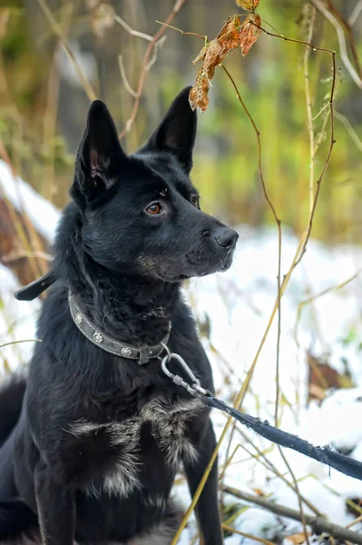 Cão mestiço preto no inverno — Fotografia de Stock