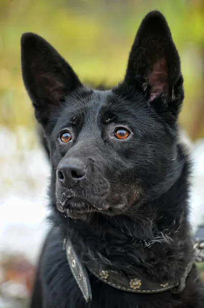 Black half-breed dog in winter — Stock Photo, Image