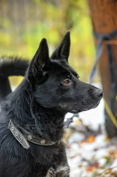 Schwarzer Mischlingshund im Winter — Stockfoto