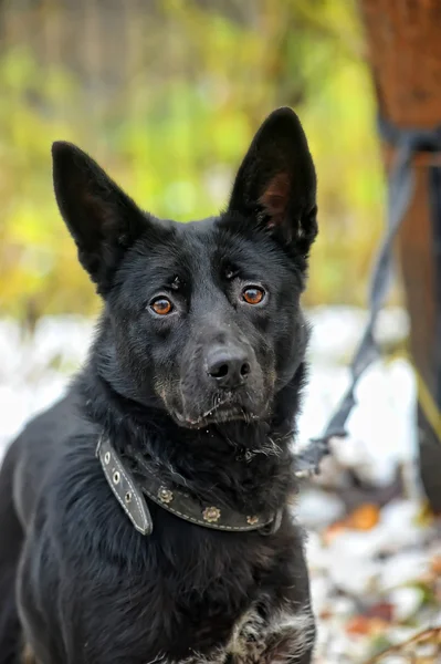 Cão mestiço preto no inverno — Fotografia de Stock