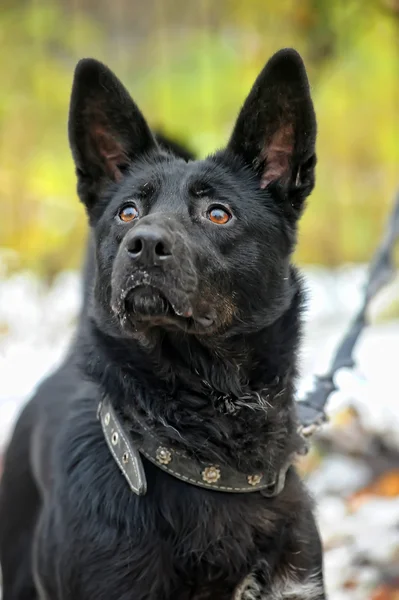 冬の黒に混血犬 — ストック写真