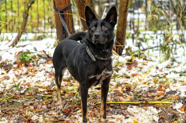 冬の黒に混血犬 — ストック写真