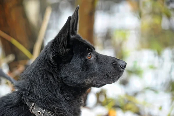 Siyah melez köpek kış — Stok fotoğraf