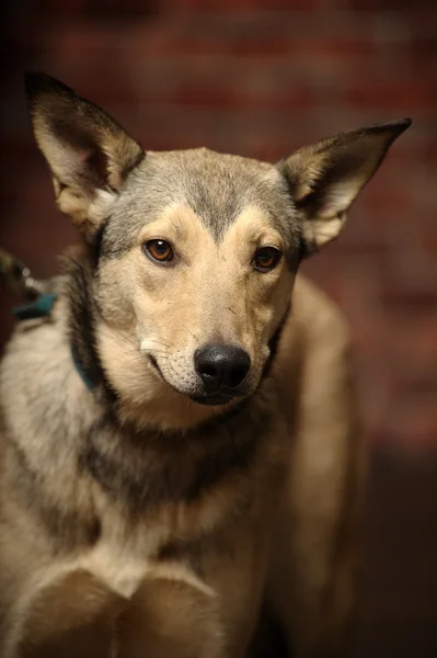 Half-breed shepherd puppy — Stock Photo, Image