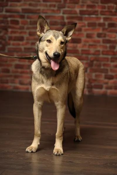 Half-breed shepherd puppy — Stock Photo, Image