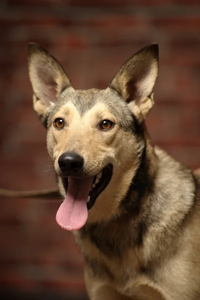 Half-breed shepherd puppy — Stock Photo, Image