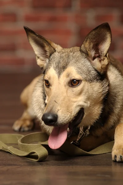 Half-breed shepherd puppy — Stock Photo, Image