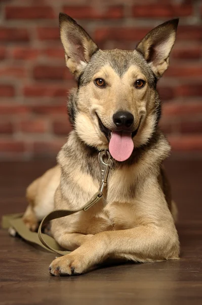 Half-breed shepherd puppy — Stock Photo, Image