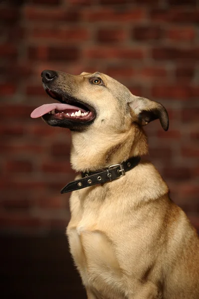 Half-breed shepherd puppy — Stock Photo, Image