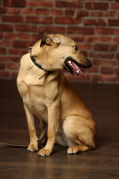 Half-breed shepherd puppy — Stock Photo, Image