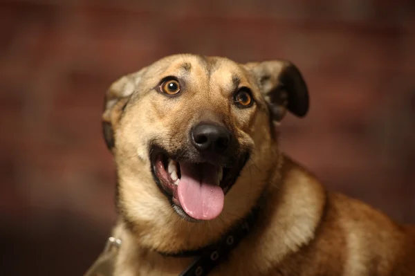 Half-breed shepherd puppy — Stock Photo, Image