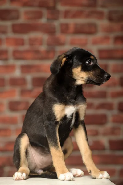 Halfbloed herder puppy — Stockfoto