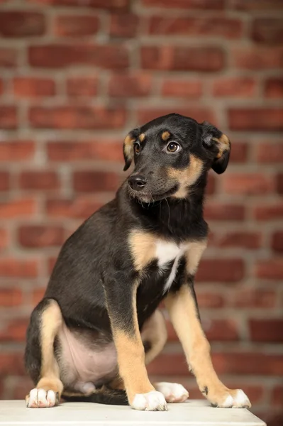 Halvblod herde valp — Stockfoto