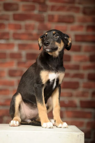 Cachorro pastor mestizo — Foto de Stock