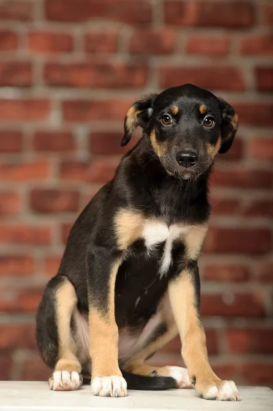 Half-breed shepherd puppy — Stock Photo, Image