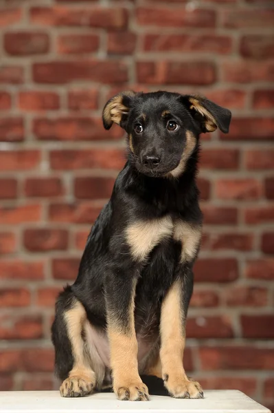 Half-breed shepherd puppy — Stock Photo, Image