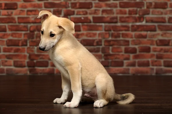 Filhote de cachorro engraçado na frente de uma parede de tijolo — Fotografia de Stock