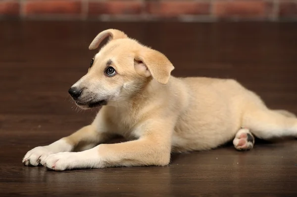 Filhote de cachorro engraçado na frente de uma parede de tijolo — Fotografia de Stock